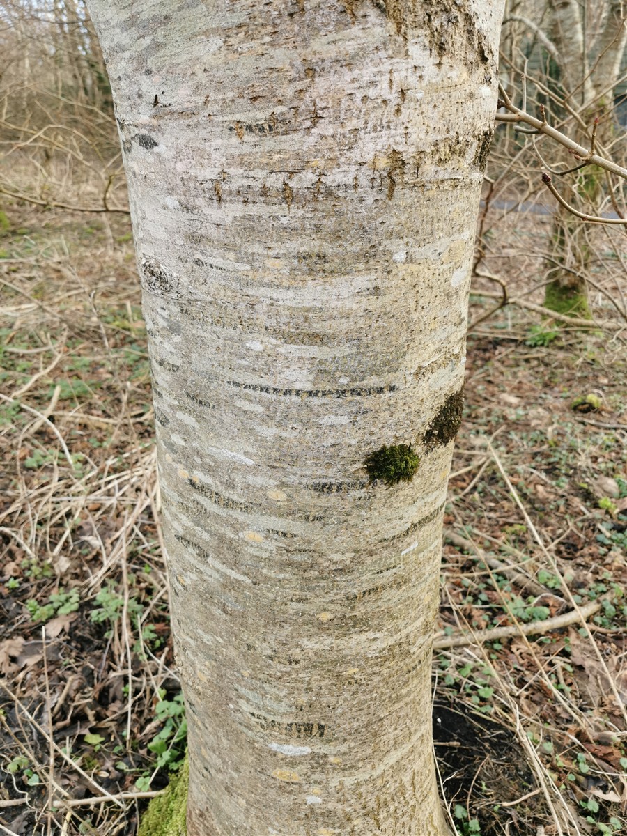 An Fhuinseog