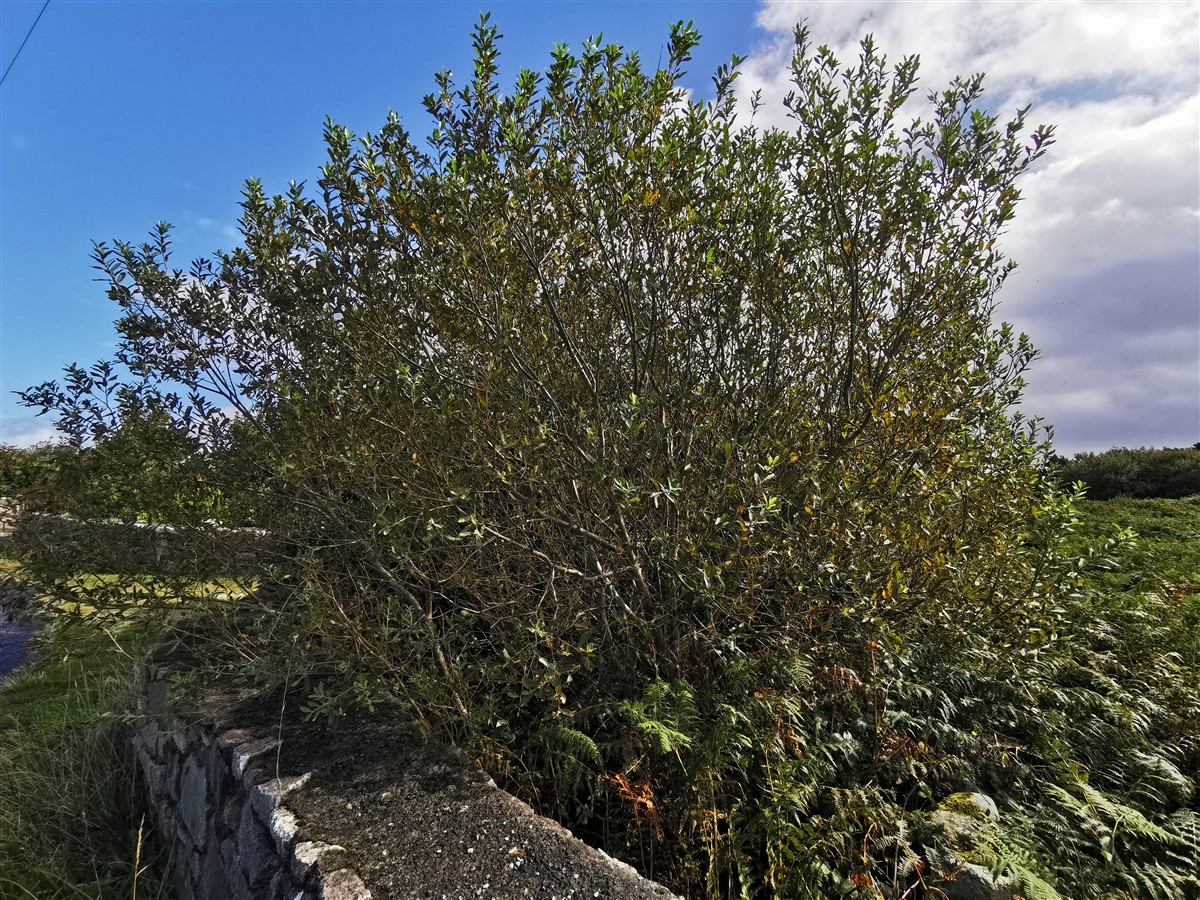 An tSaileach Liath