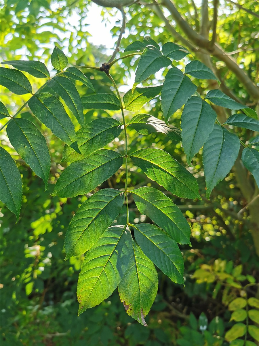 An Fhuinseog