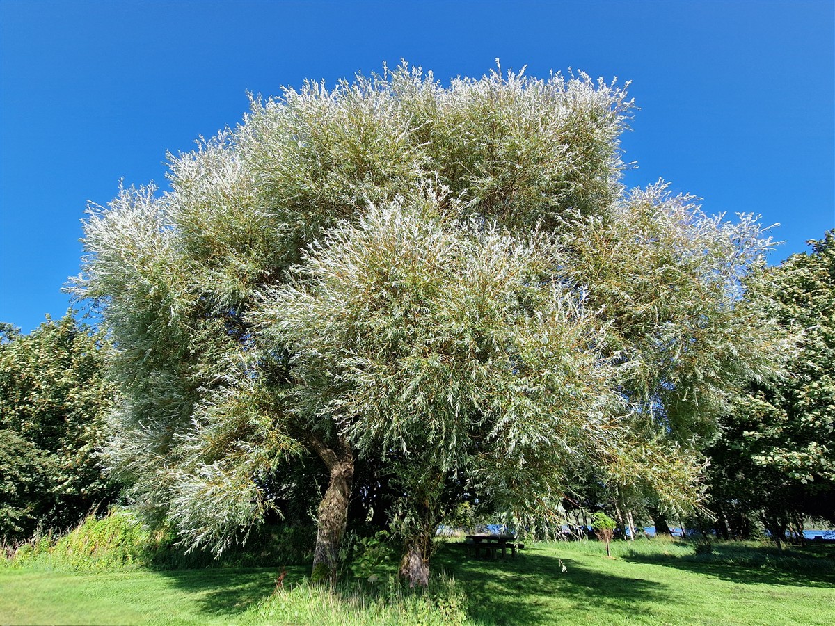 An tSaileach Bhán