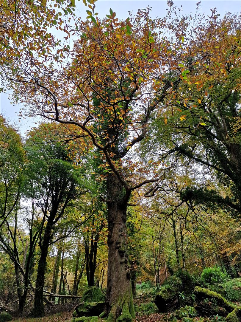 An Castán