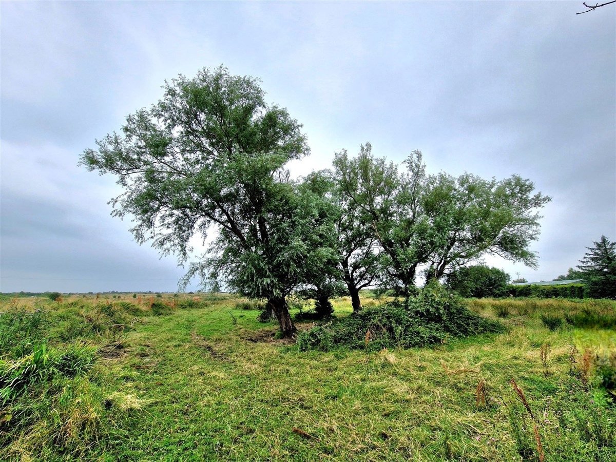 An tSaileach Bhán