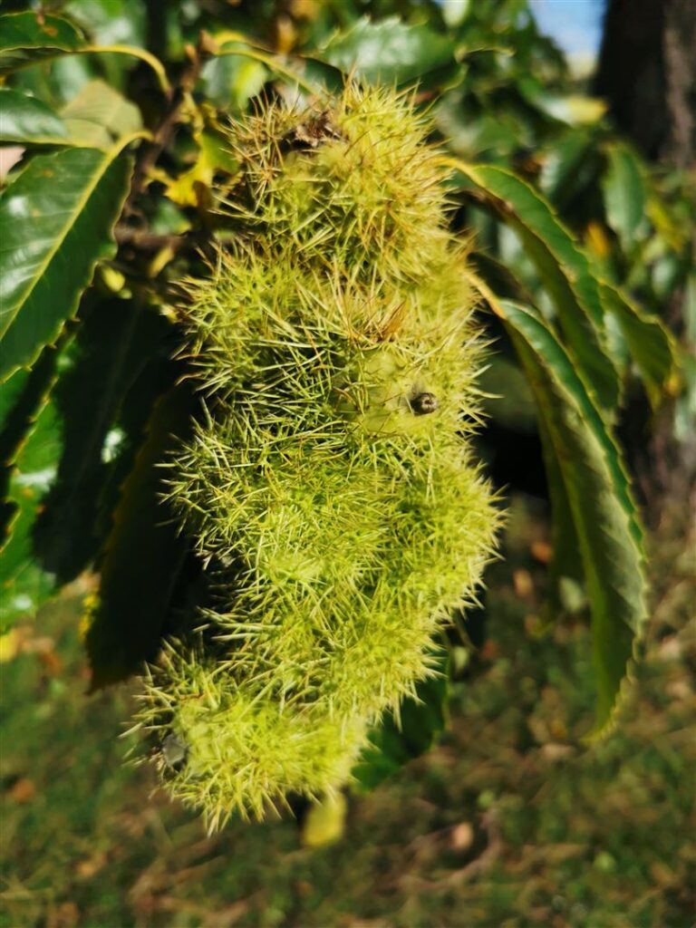 An Castán