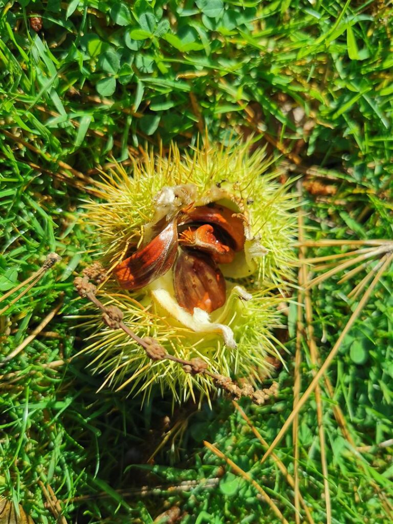 An Castán