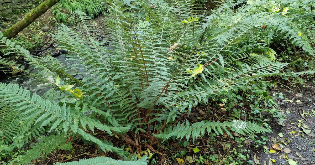  An Ibheag Bhog Polystichum setiferum