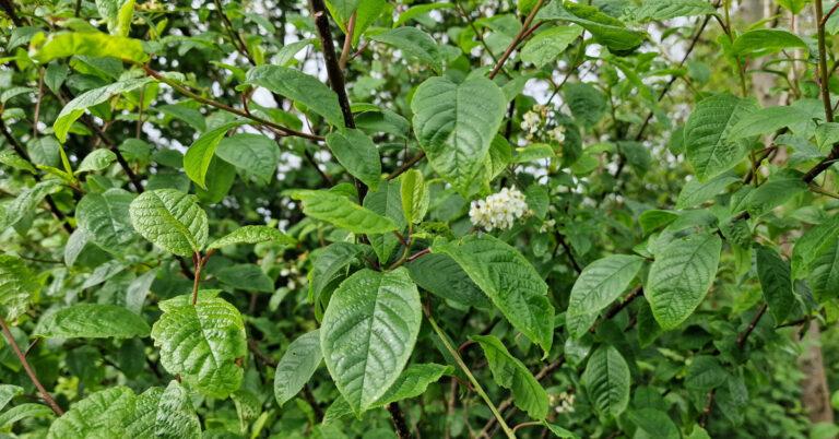  An Donnroisc Prunus padus