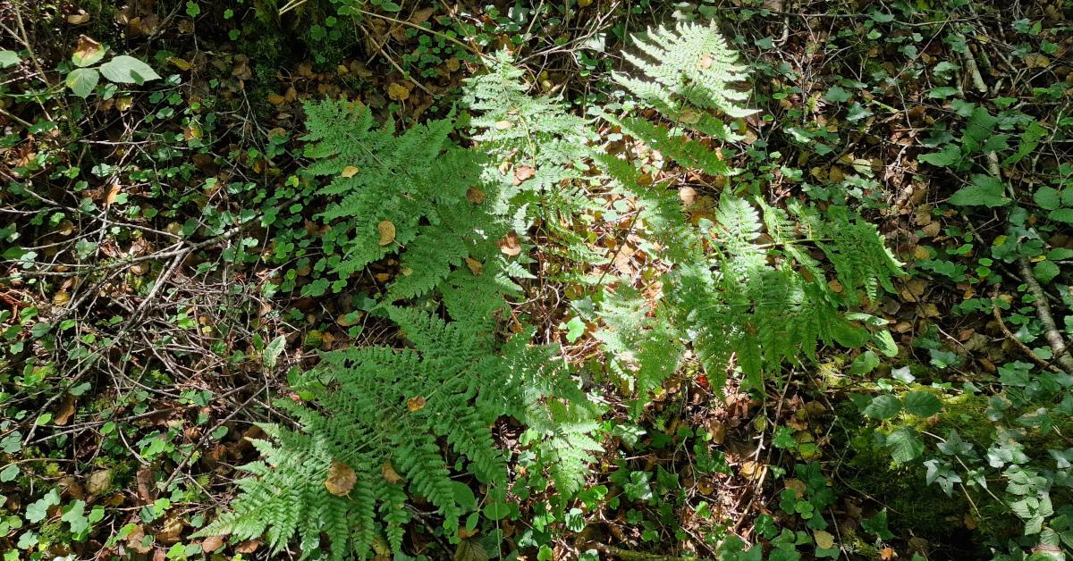  An Raithneach Chaol Dryopteris carthusiana