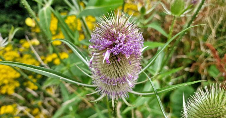  An Leadán Úcaire Dipsacus fullonum