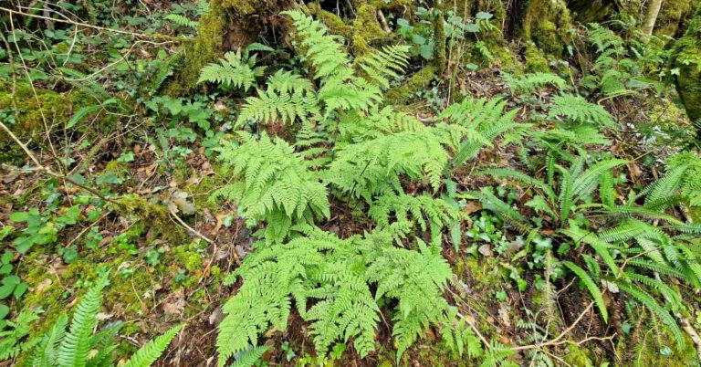  An Raithneach Chumhra Dryopteris aemula