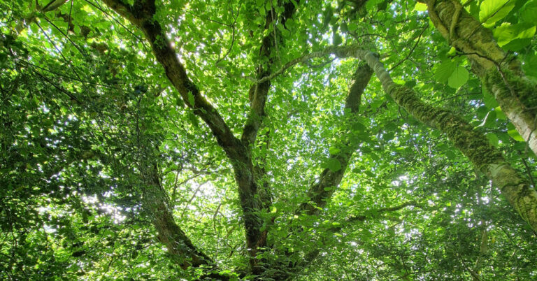  An Leamhán Sléibhe Ulmus glabra