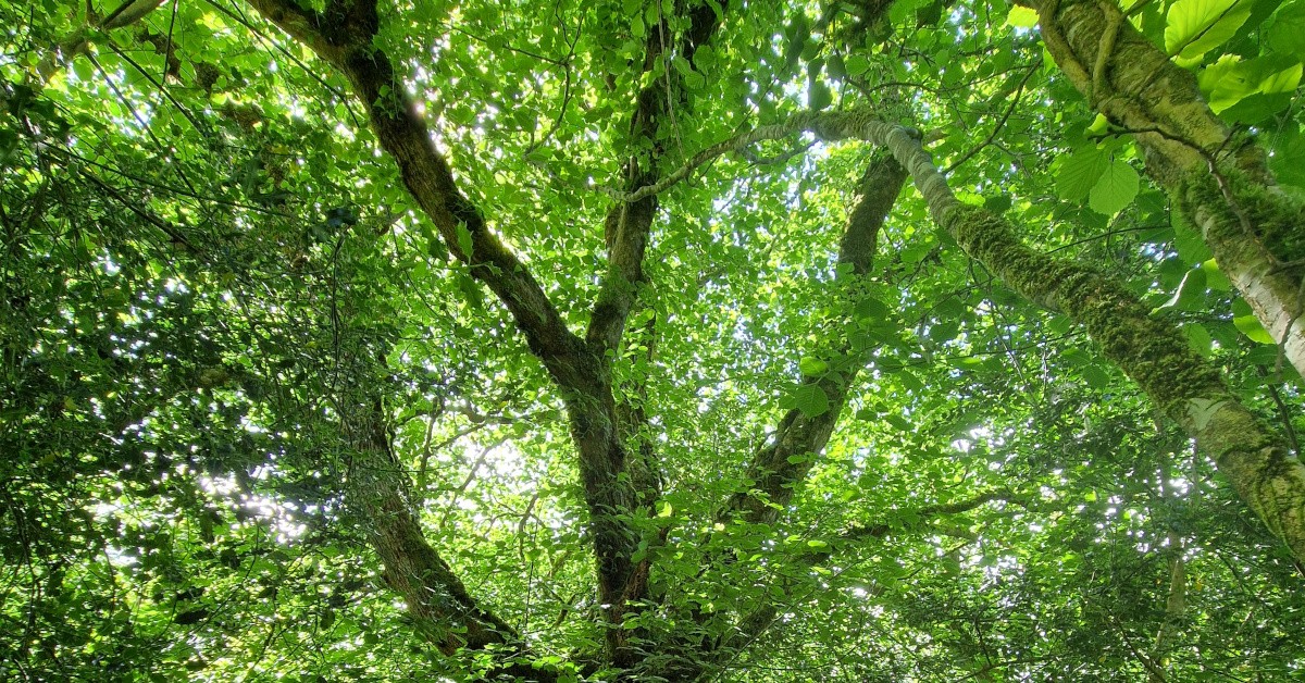 An Leamhán Sléibhe