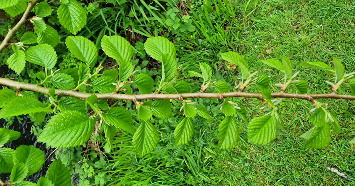 An Leamhán Mion