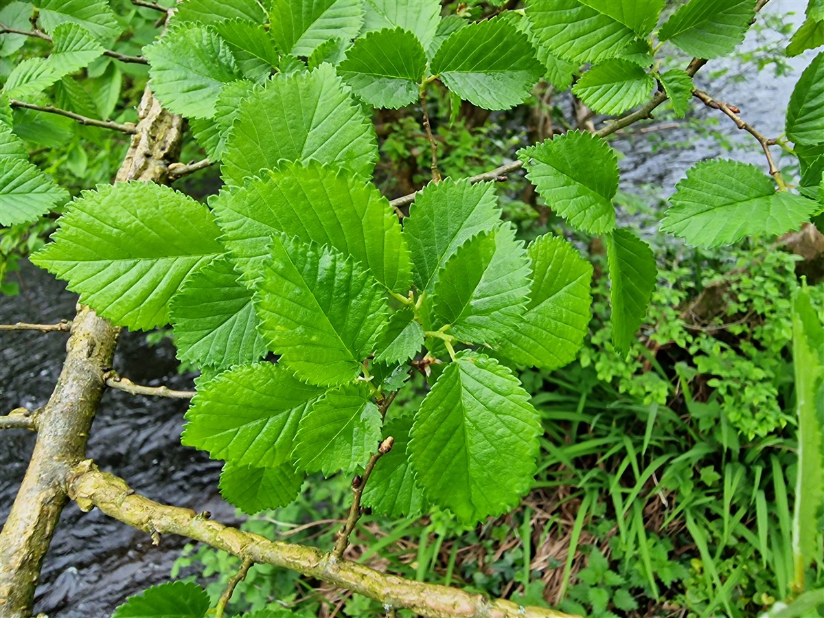 An Leamhán Mion