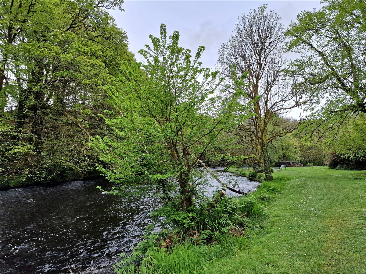 An Leamhán Mion