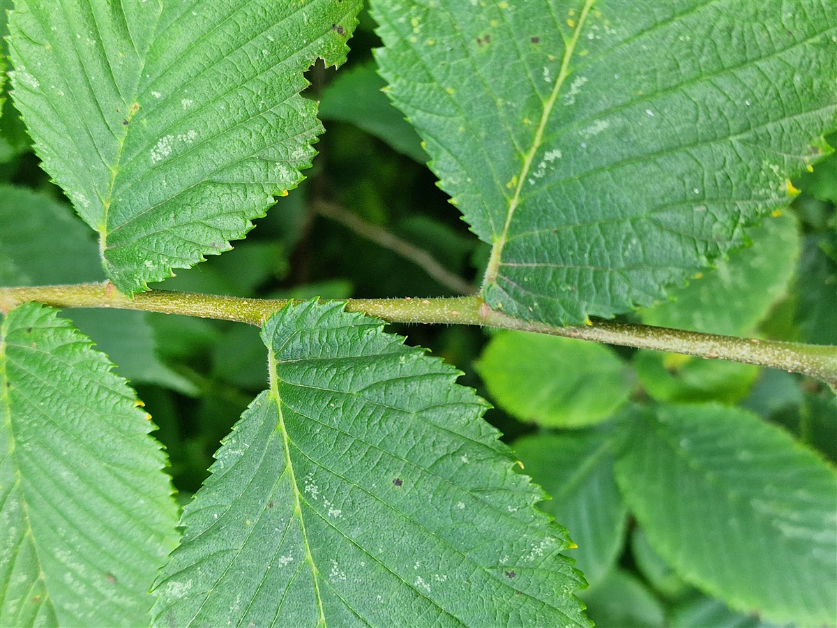 An Leamhán Sléibhe