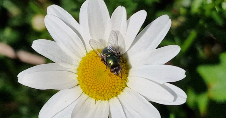  An Charrchuil Ghlas Lucilia spp.