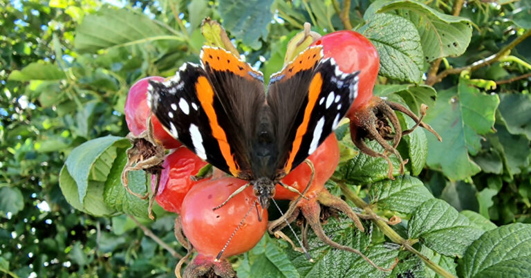  An tAimiréal Dearg Vanessa atalanta