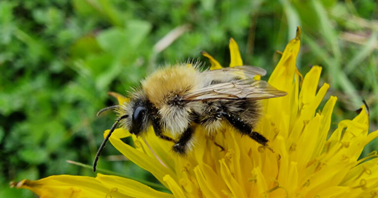  Bumbóga Bombus spp.