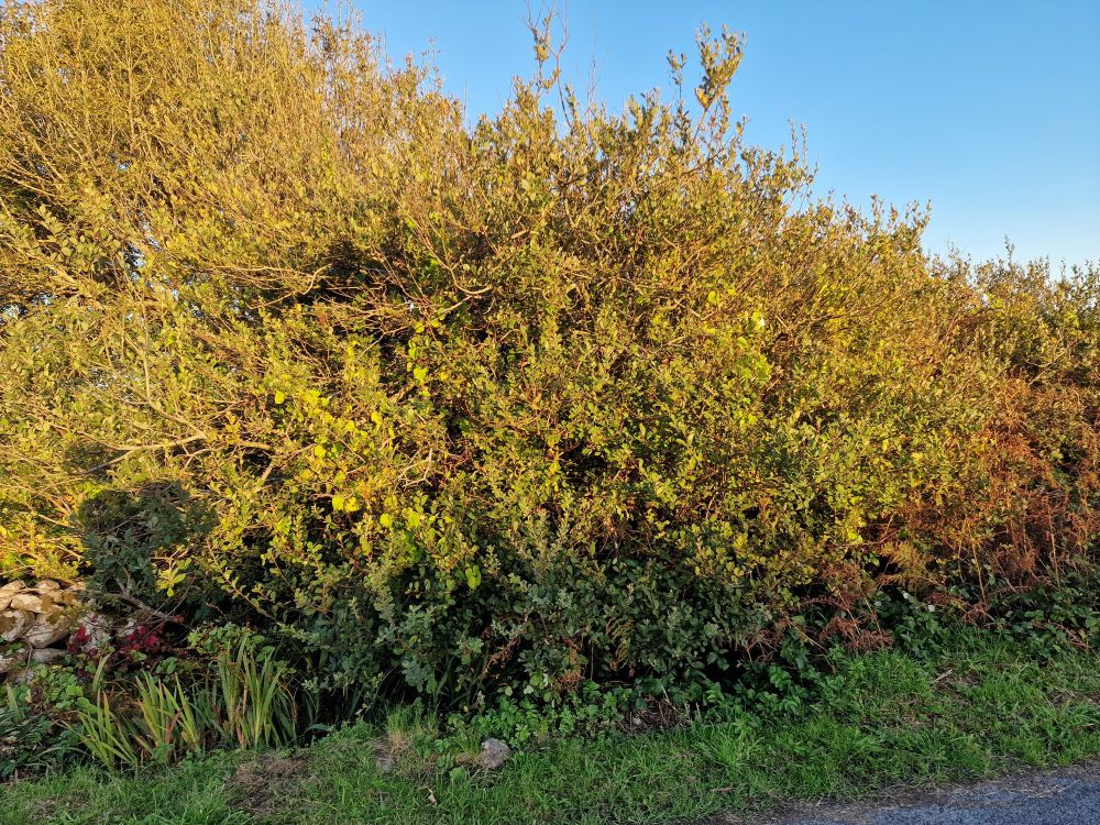 An Crann Sníofa