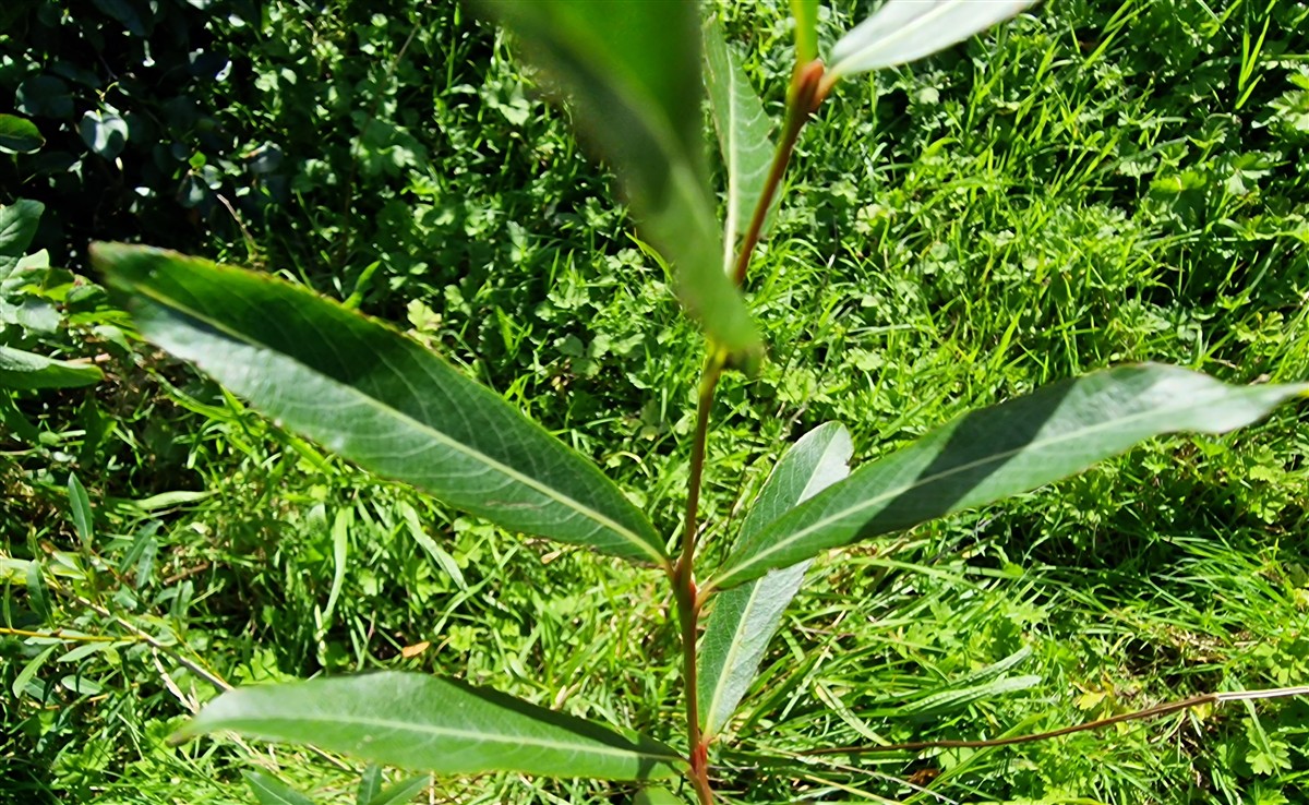 An tSaileach Chorcra