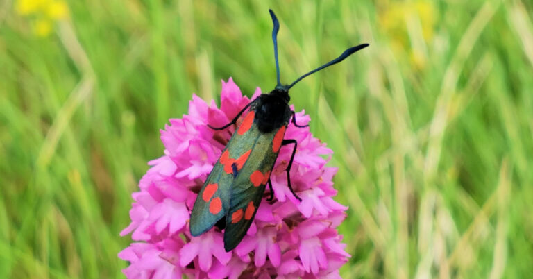  An Buirnéad Sébhallach Zygaena filipendulae